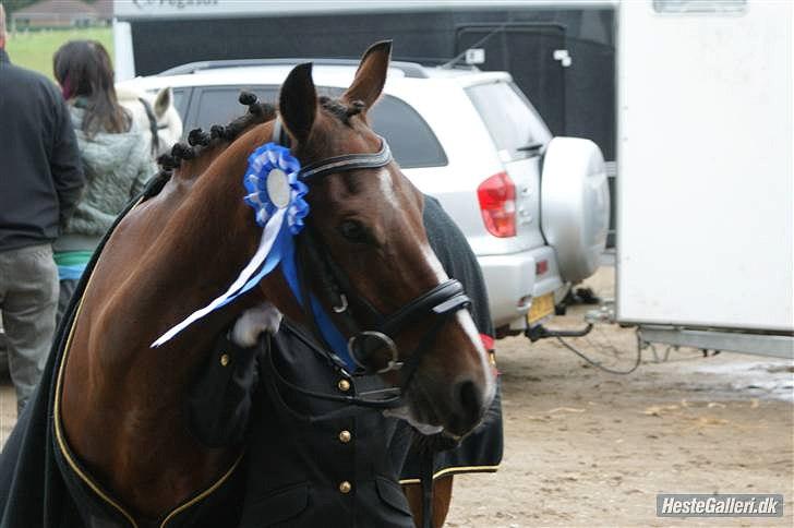 Anden særlig race Tabasco SOLGT Himmelhest billede 5