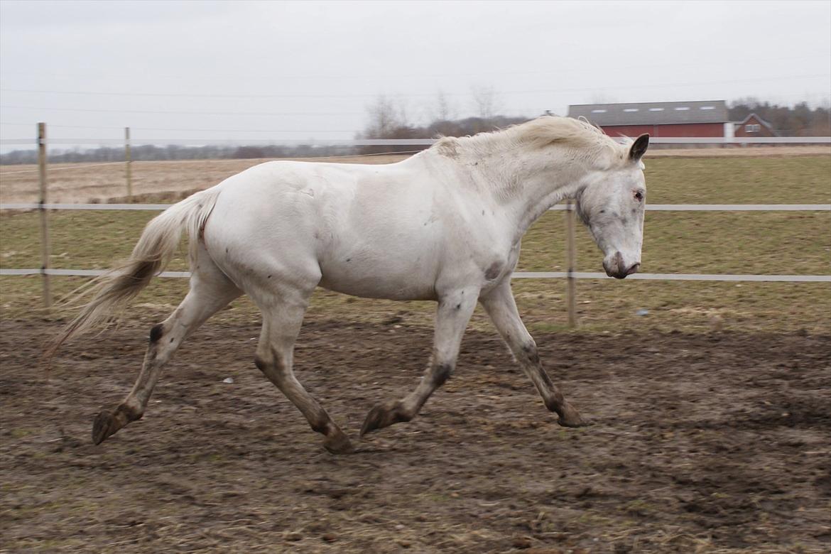 Knabstrupper Sartor´s Lucky Lady (solgt) - Ned og frem... Træning hjælper. (03/12) billede 18