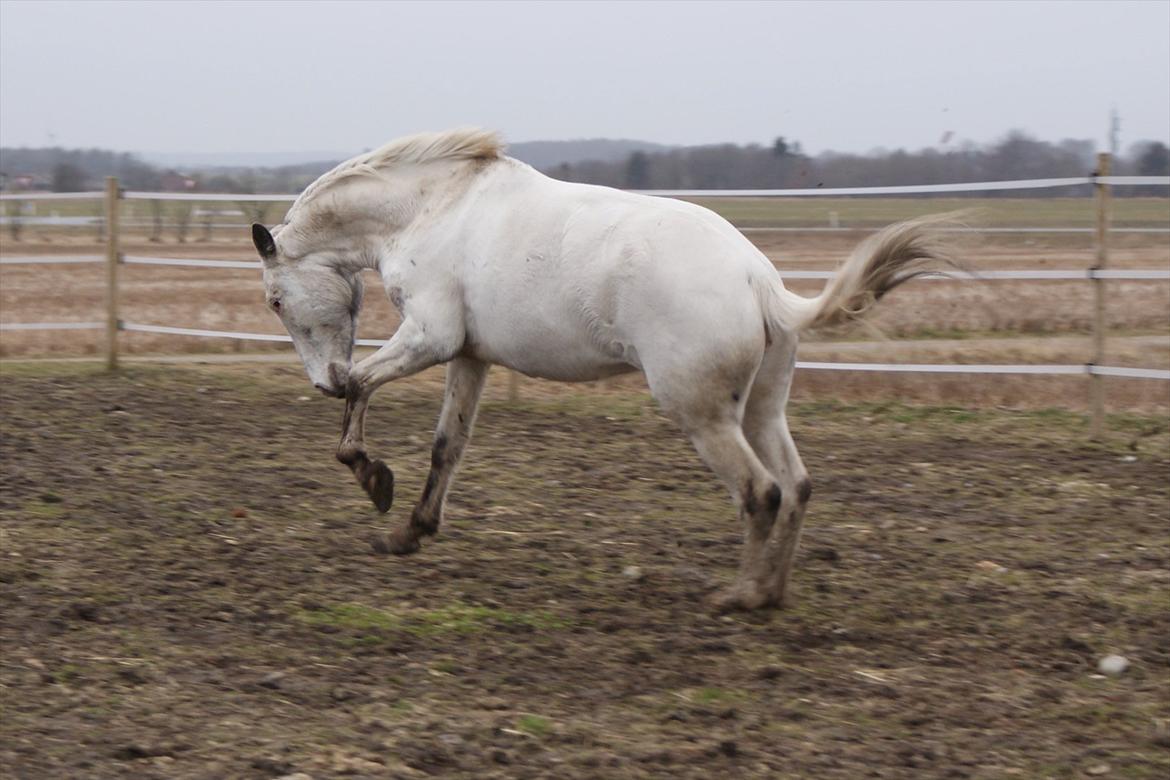 Knabstrupper Sartor´s Lucky Lady (solgt) - Lady bukker ;) (03/12) billede 19