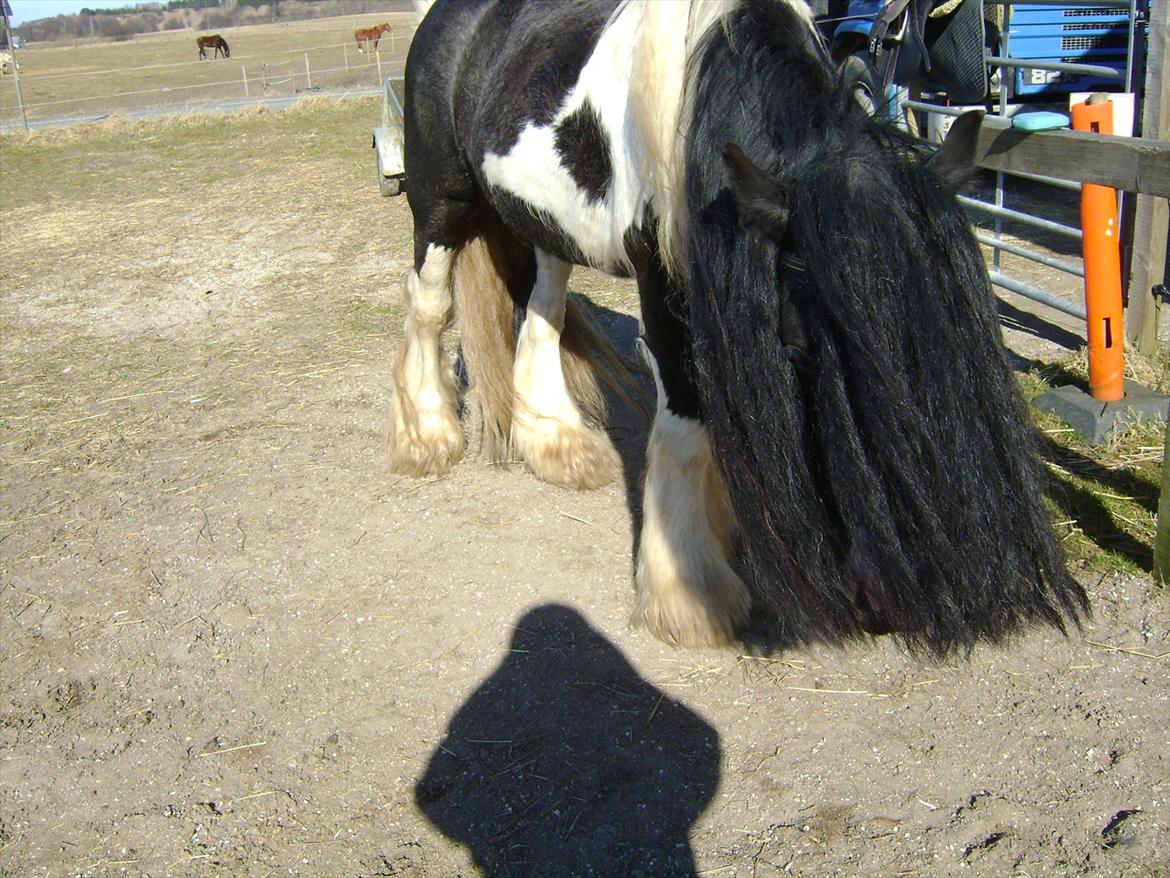 Irish Cob Sir Brutus of Ur - Ham den trætte Brutus efter ridning xD billede 18