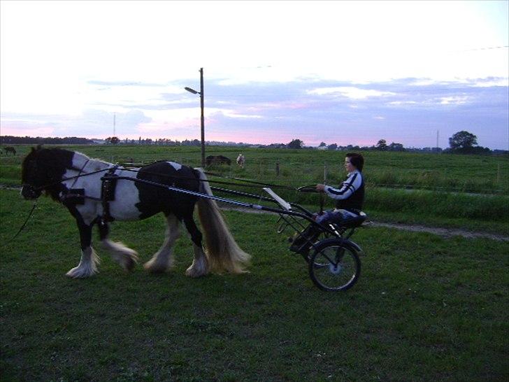 Irish Cob Sir Brutus of Ur - Så var vi ude og kører  :D billede 19