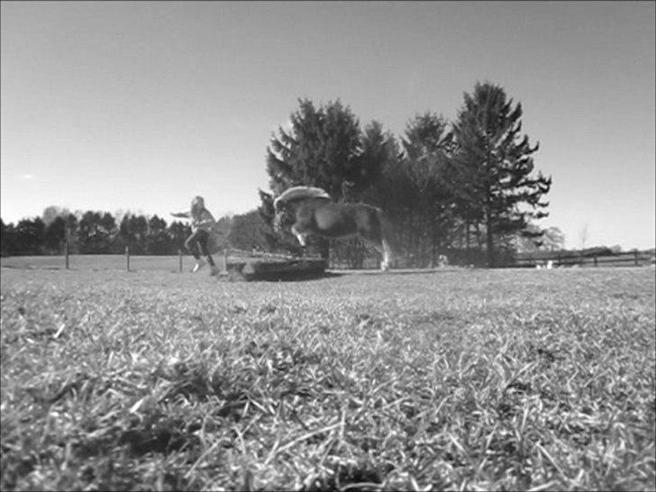 Shetlænder Snefnug † - (18) springponzz <3 må dsv ikke såtinge mere ;'-(
Billede: Timer ;-P
Dato: ?/? - 2011 billede 9