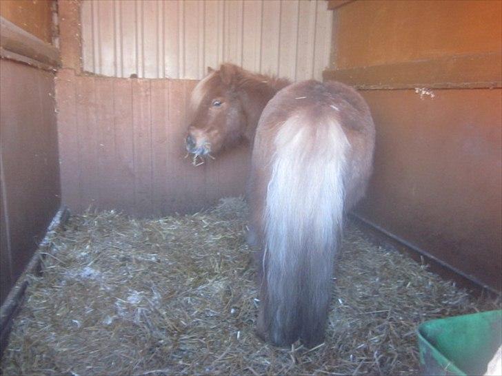 Shetlænder Snefnug † - (19) Hej Nanna❤❤❤ 
Billede: Mig
Dato: ?/4 - 2012 billede 10