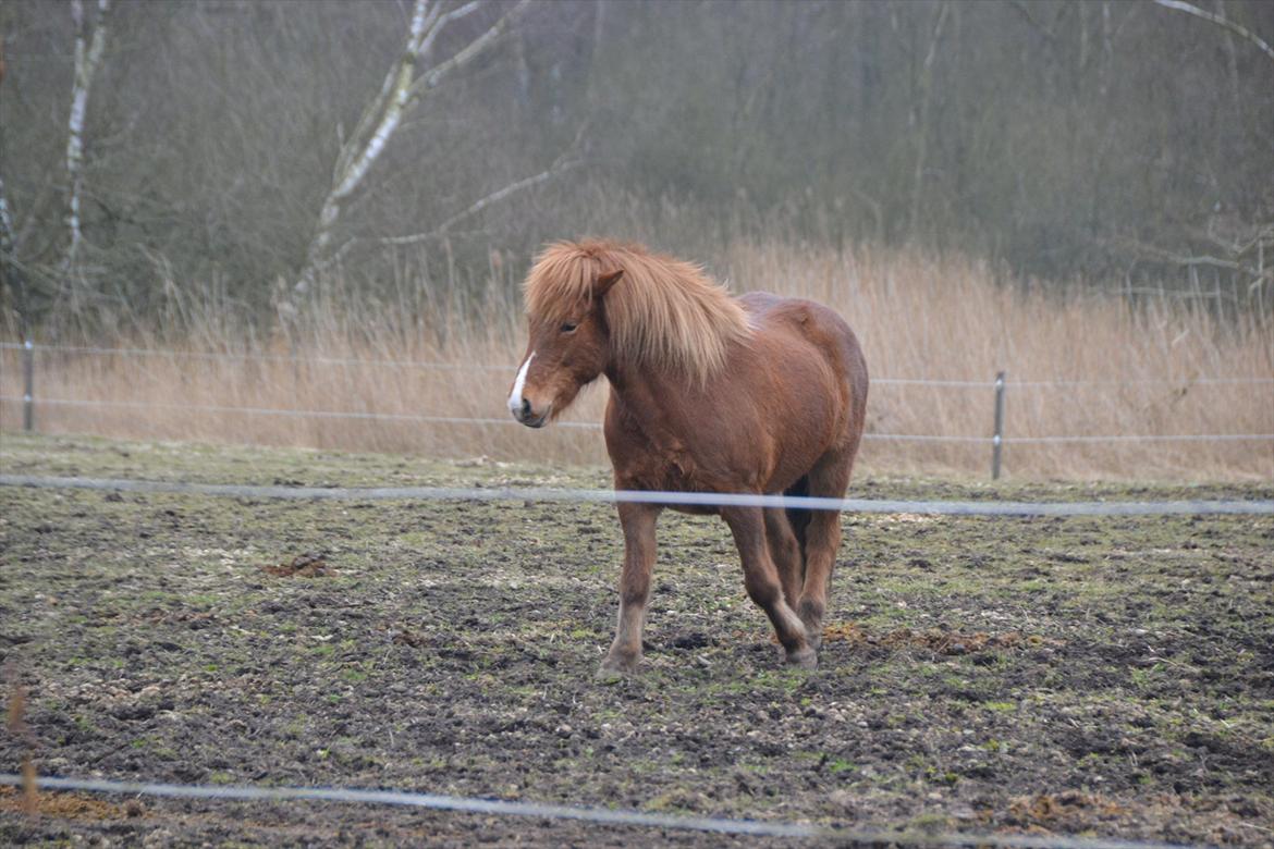 Islænder Spenna fra Lærkegården billede 8