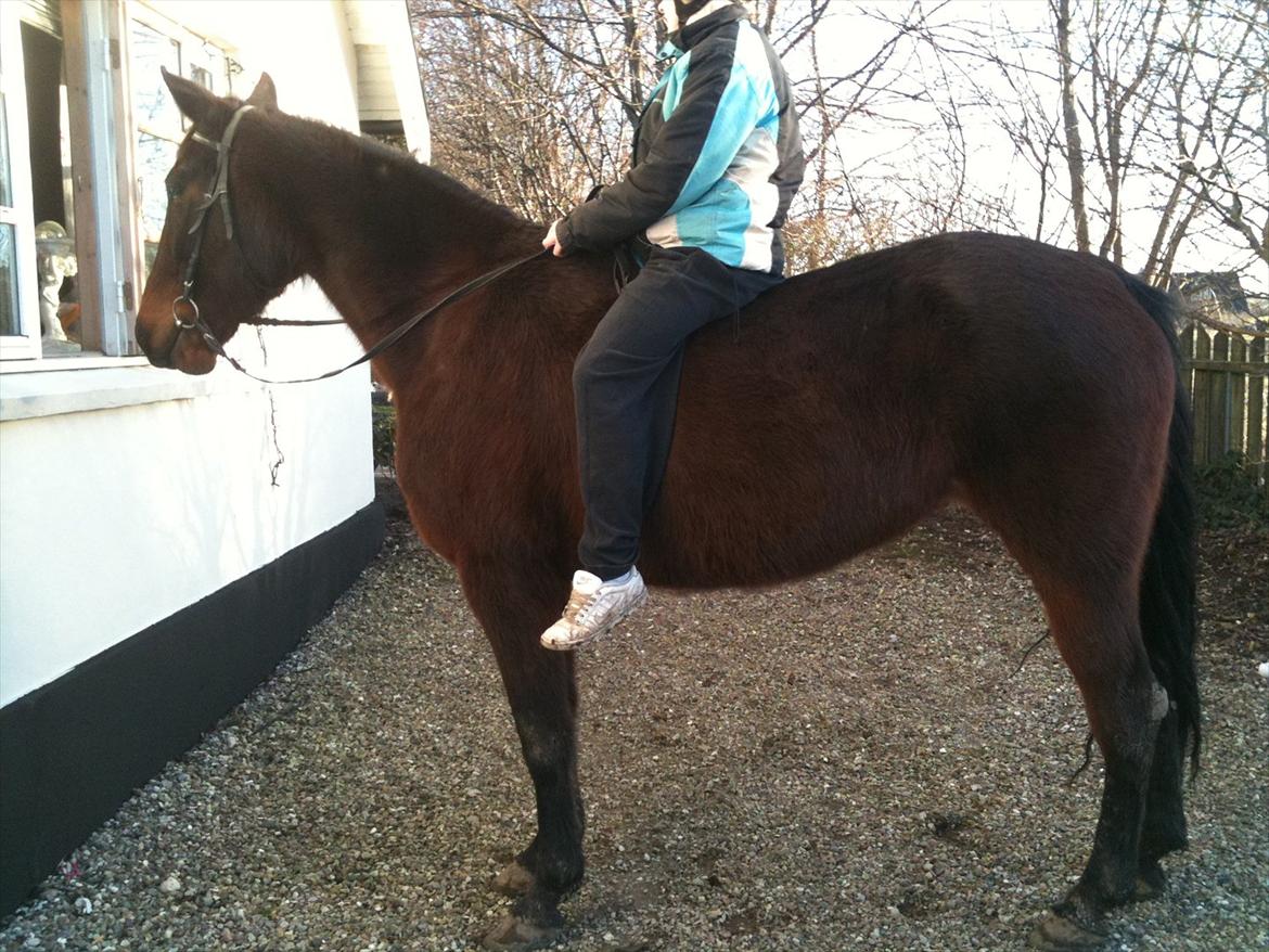 Traver Mybony Hackstable (Mille) solgt <3 billede 14