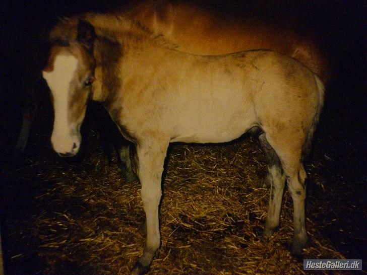 New Forest Roløkke Softice -MIT ET OG ALT!- - Tror han er ved at skifte pels der :-D billede 14