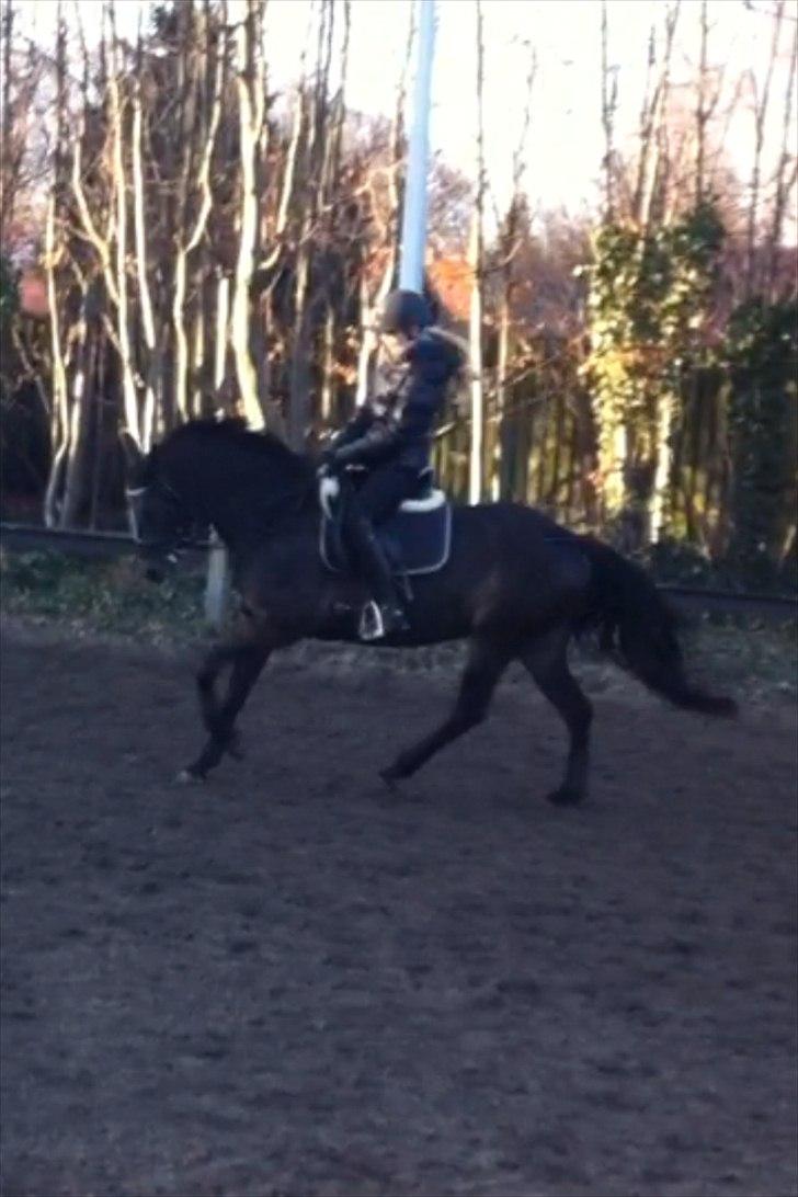 DSP Røgild's Dominique billede 9