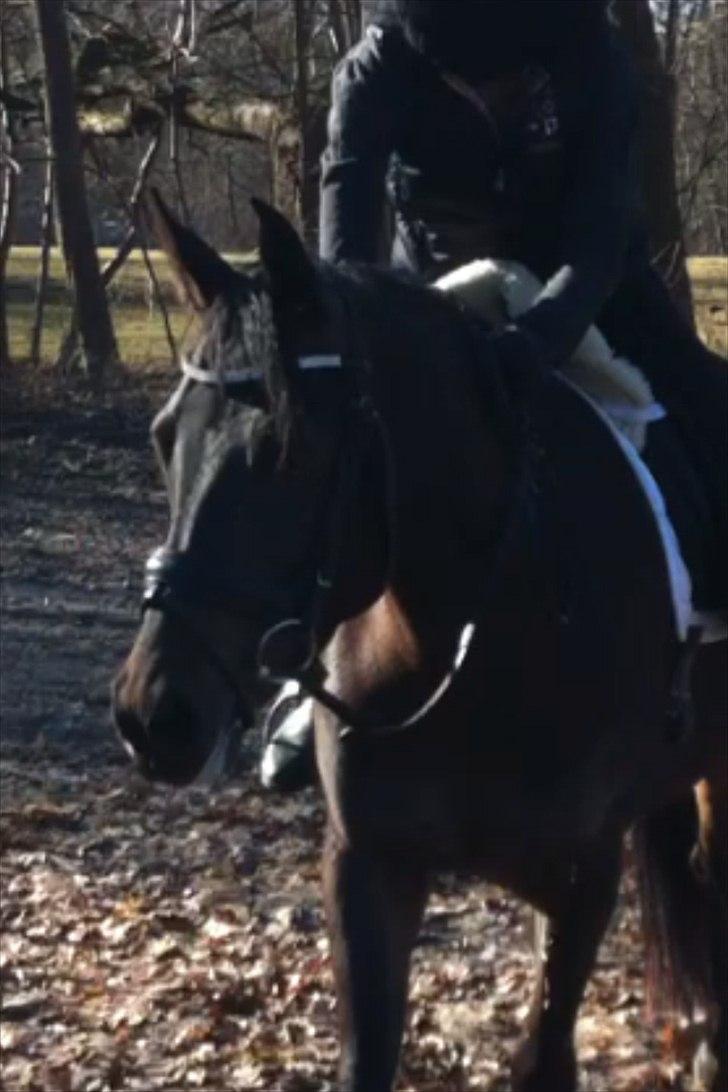 DSP Røgild's Dominique billede 10