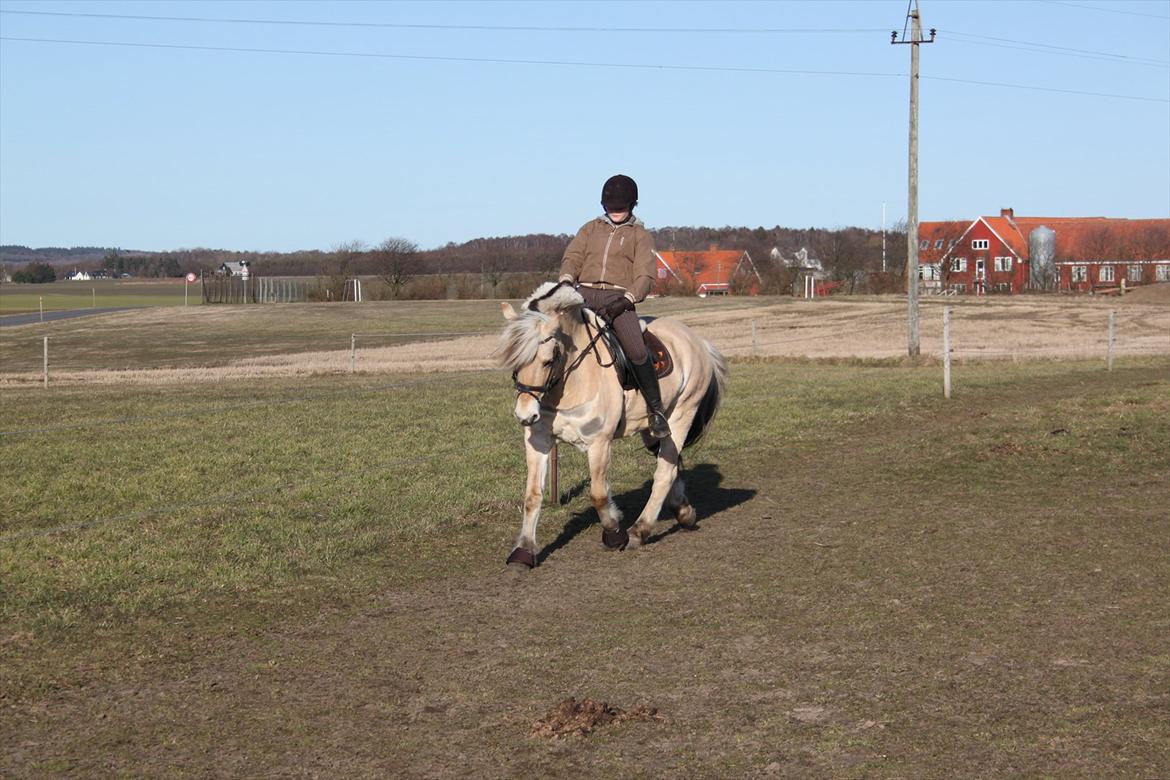 Fjordhest Fabian billede 3