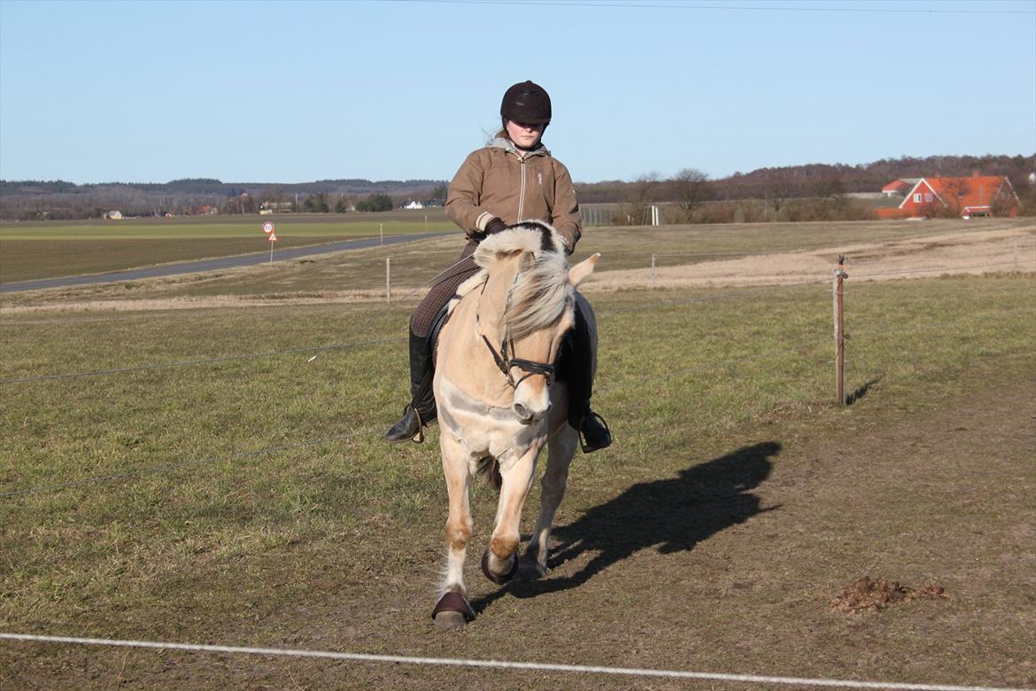 Fjordhest Fabian billede 4