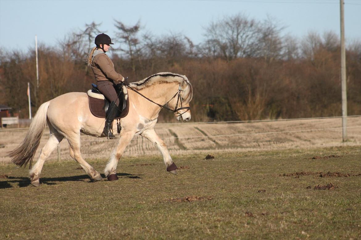 Fjordhest Fabian billede 5