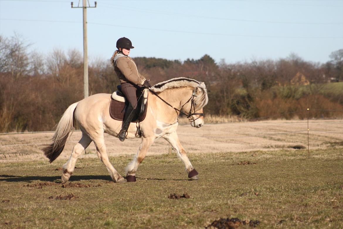 Fjordhest Fabian billede 6