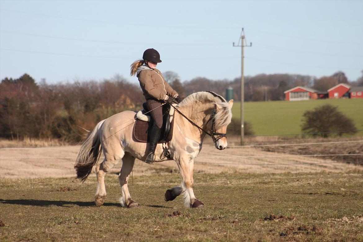 Fjordhest Fabian billede 7