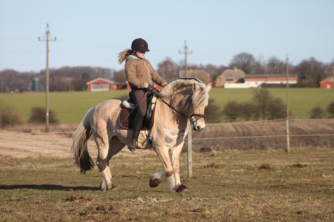 Fjordhest Fabian billede 8