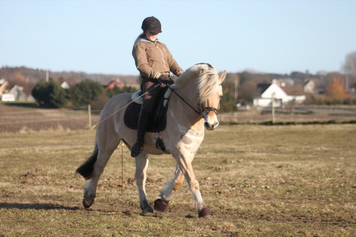 Fjordhest Fabian billede 9