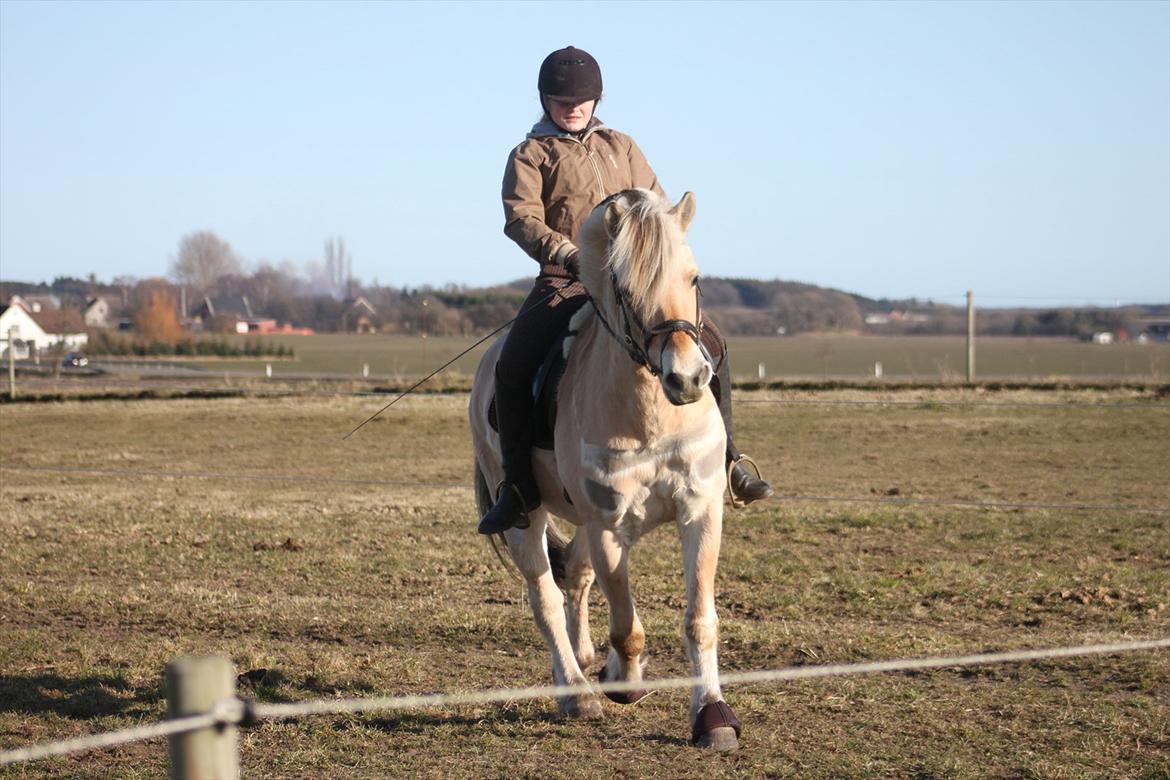 Fjordhest Fabian billede 10