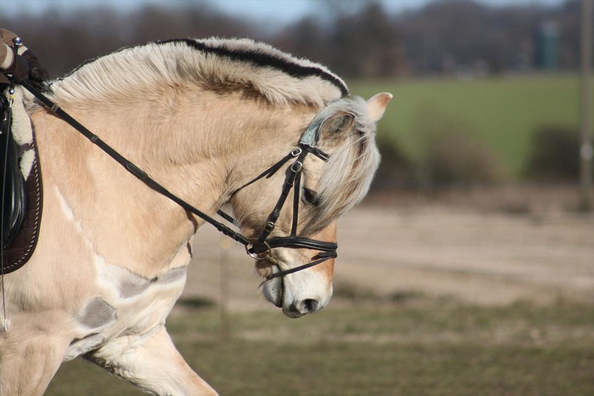 Fjordhest Fabian billede 2