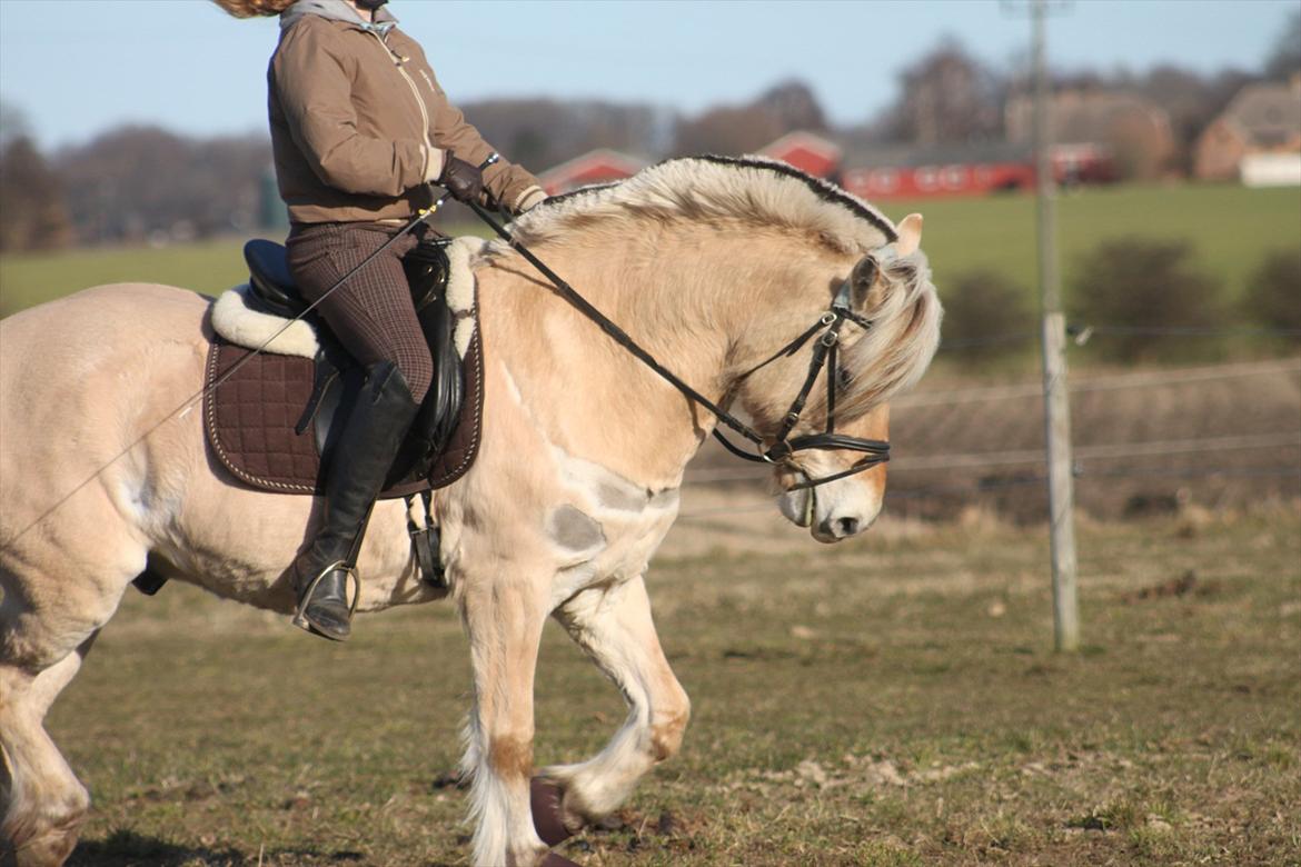 Fjordhest Fabian billede 11
