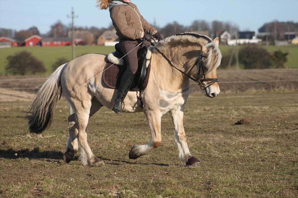 Fjordhest Fabian billede 12