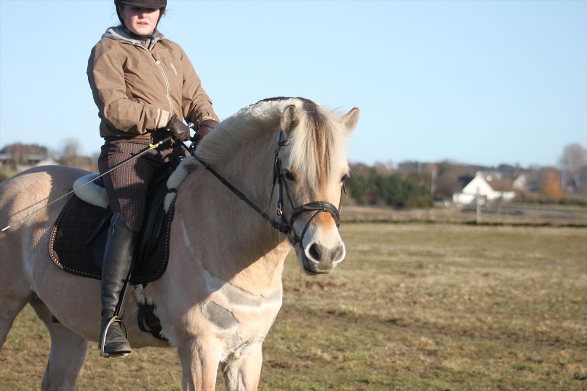 Fjordhest Fabian billede 13