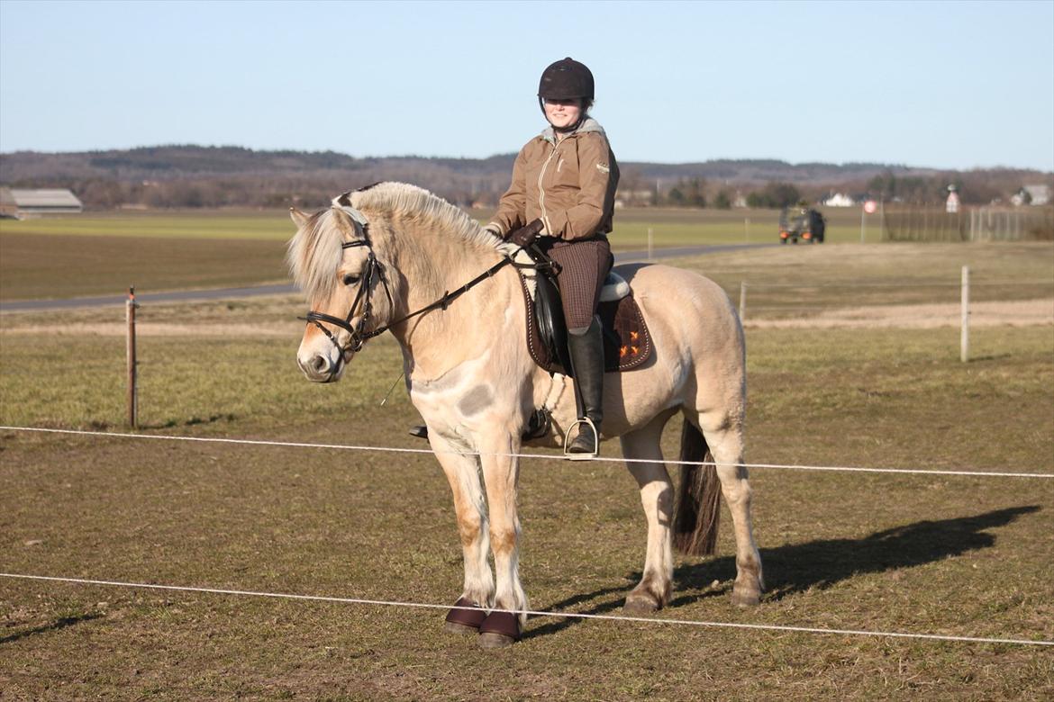 Fjordhest Fabian billede 14
