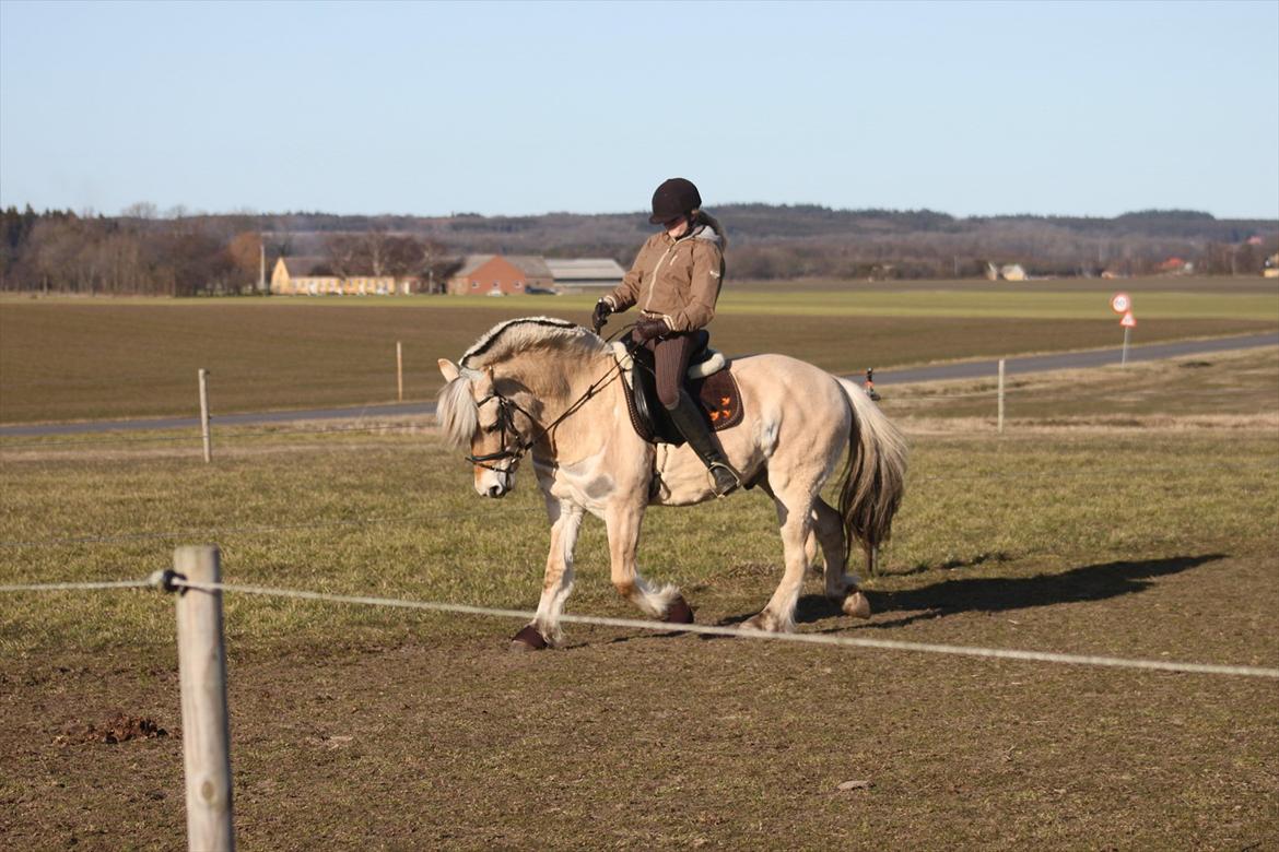 Fjordhest Fabian billede 15
