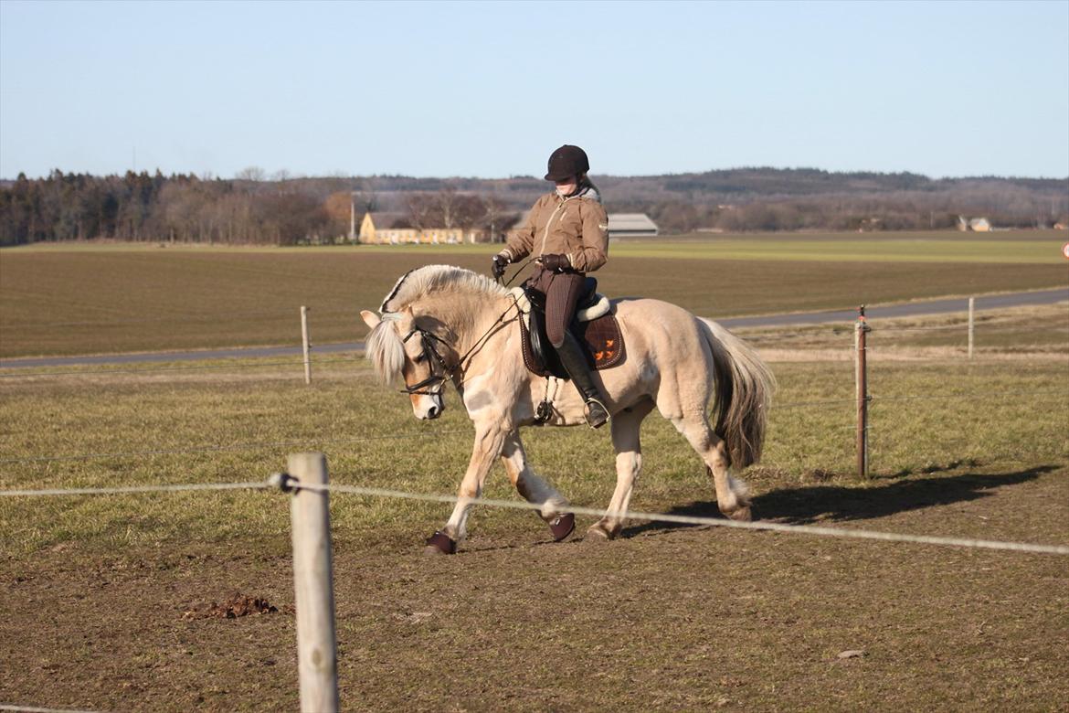 Fjordhest Fabian billede 16