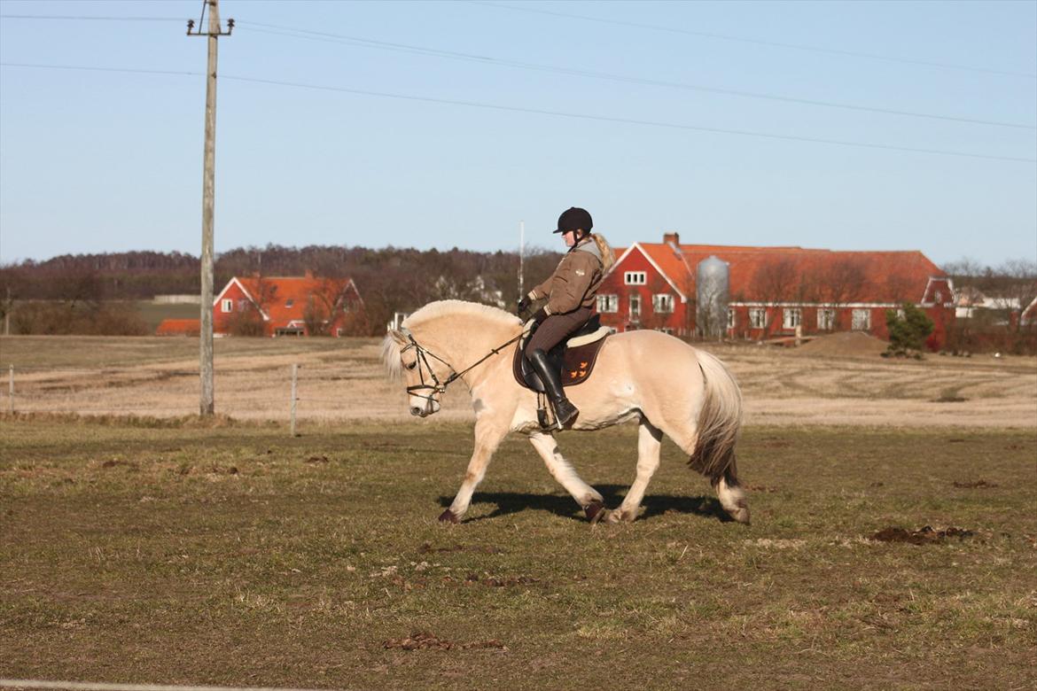 Fjordhest Fabian billede 17