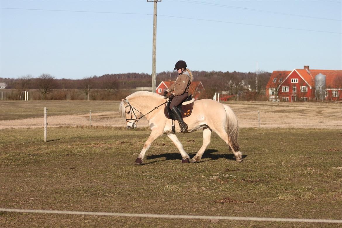 Fjordhest Fabian billede 18