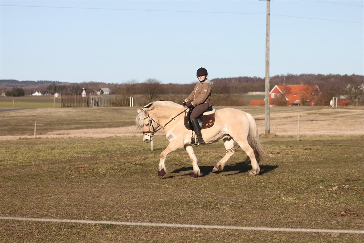 Fjordhest Fabian billede 19