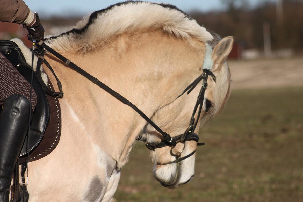 Fjordhest Fabian billede 20