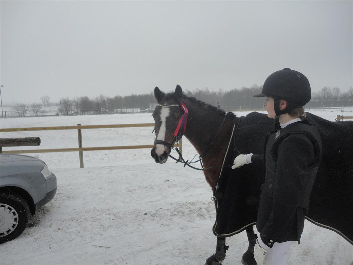 DSP Ringo - 0 fejl i 50 cm i Tune til vores første springstævne, 12 Feb 2012 billede 6