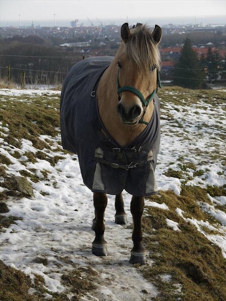 Anden særlig race Sandgårdens Fargo<3 ( Solgt) - Foto: Lisa Carrie Hansen. »Fede i vinter humør..<3 billede 14