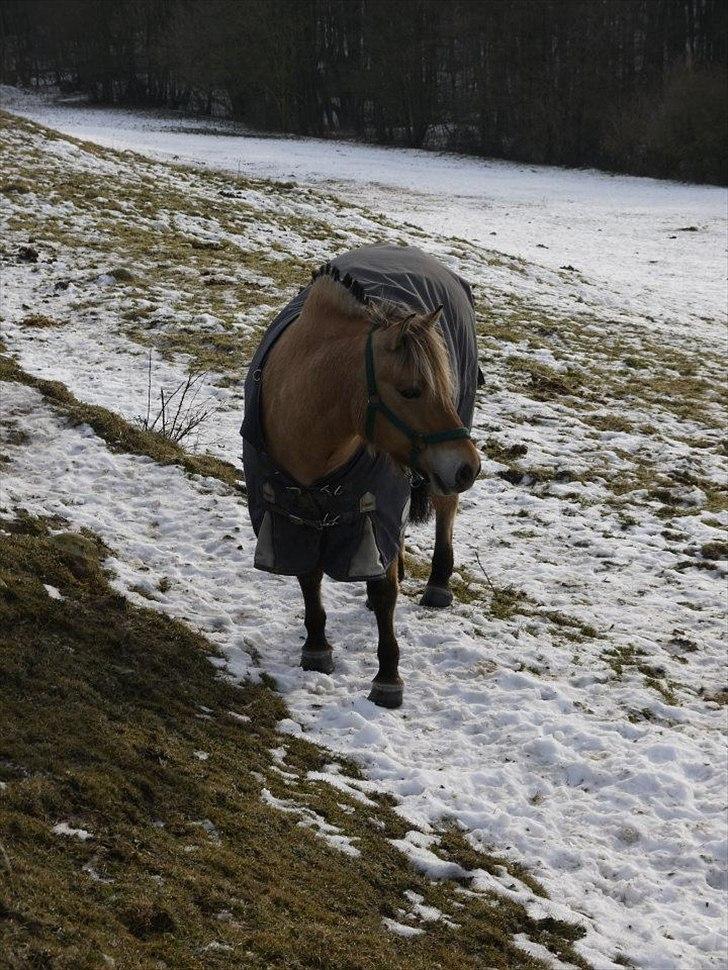 Anden særlig race Sandgårdens Fargo<3 ( Solgt) - Foto: Lisa Carrie Hansen. »Vinter 2011. billede 15