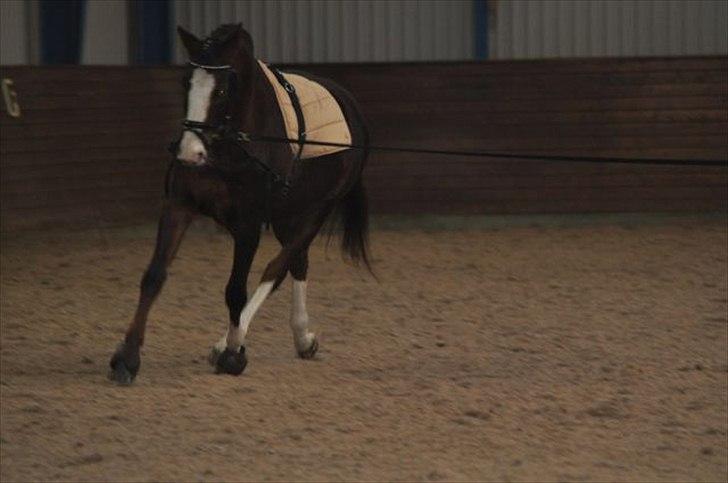 Anden særlig race Smukke Sally billede 5