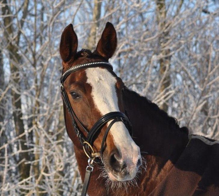 Anden særlig race Smukke Sally billede 2