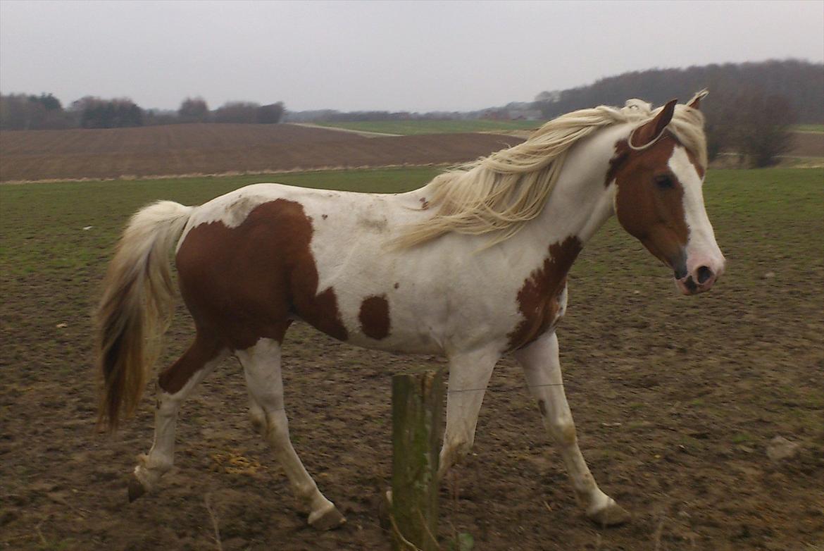 Pinto Felixgårds Romeo billede 6