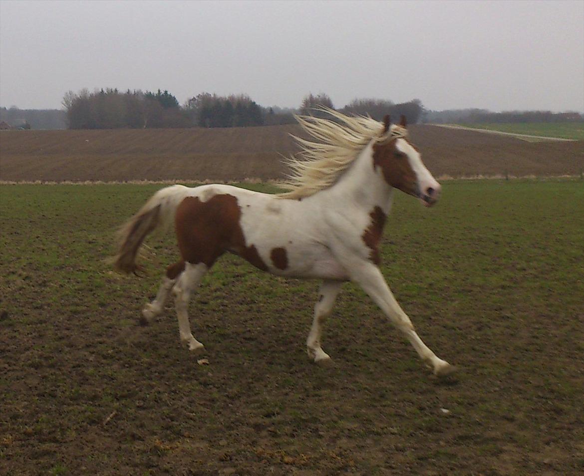 Pinto Felixgårds Romeo billede 7