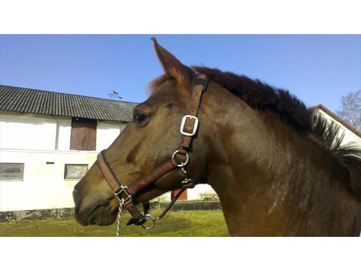 {{currentPhoto.altText}} billede {{currentPhoto.number}}