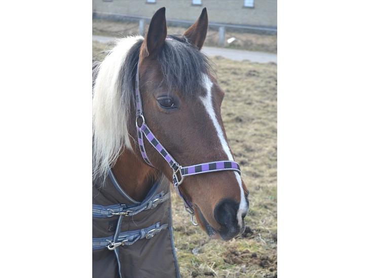 {{currentPhoto.altText}} billede {{currentPhoto.number}}