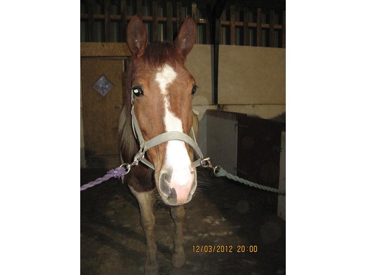 {{currentPhoto.altText}} billede {{currentPhoto.number}}