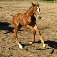 Dansk Varmblod Springsteen