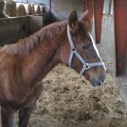 Dansk Varmblod Springsteen