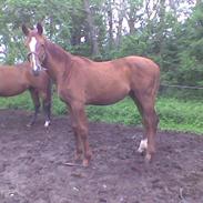 Dansk Varmblod Springsteen