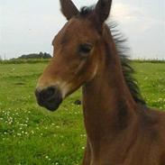 Anden særlig race coco