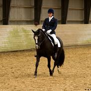 New Forest Hemme's Kashmir