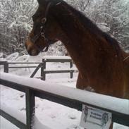 Anden særlig race Georg | Geo | Min bedst ven<3