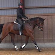 Dansk Varmblod Storbank's Ochtinus