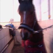 Anden særlig race Chivas (Min part)