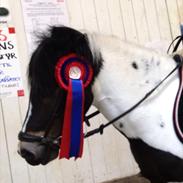 Anden særlig race Buller<3 SOLGT! og savnet!<3:* :')